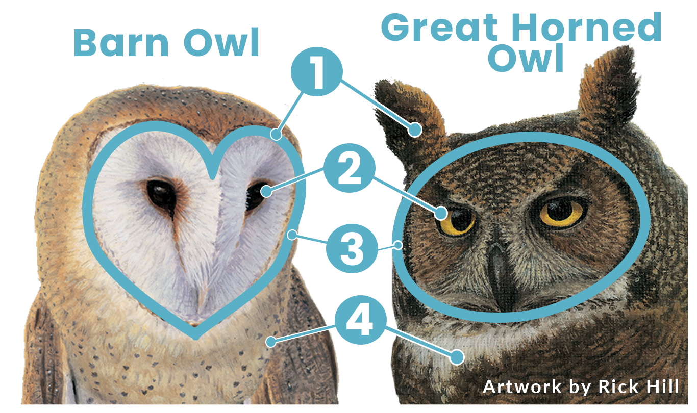 Rick-Hill-Owl-ID.png