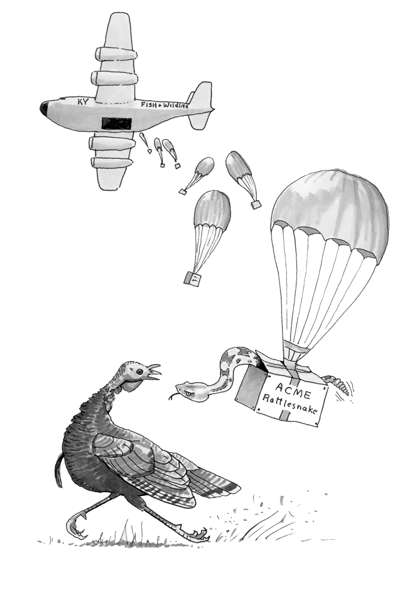 Rattlesnake Delivery, illustration by Rick Hill
