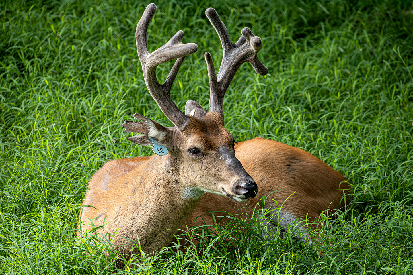 Salato-Deer-Buck-DES.jpg
