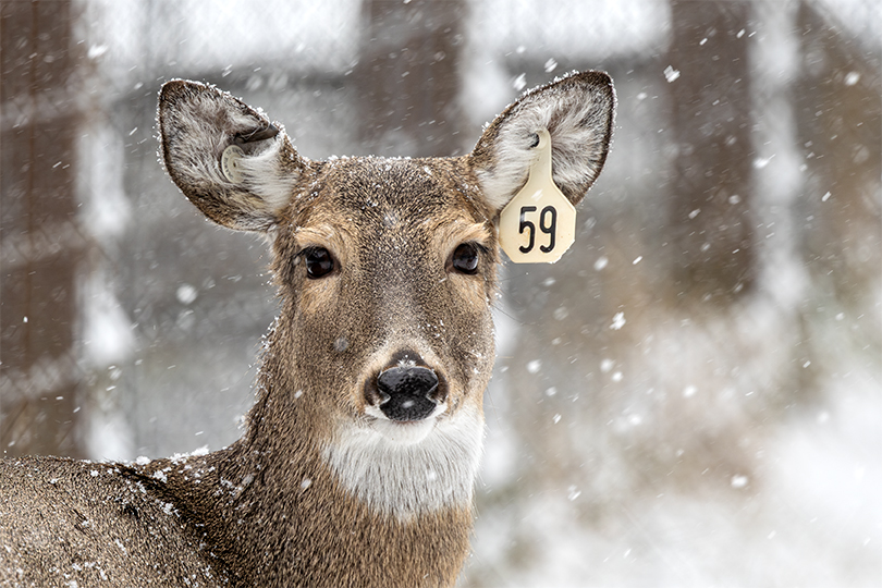 Salato-deer-winter-RC-DESadj.jpg