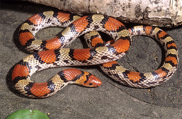 Scarlet Snake, photo by John R. MacGregor