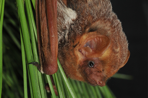 Seminole Bat photo credit James Kiser