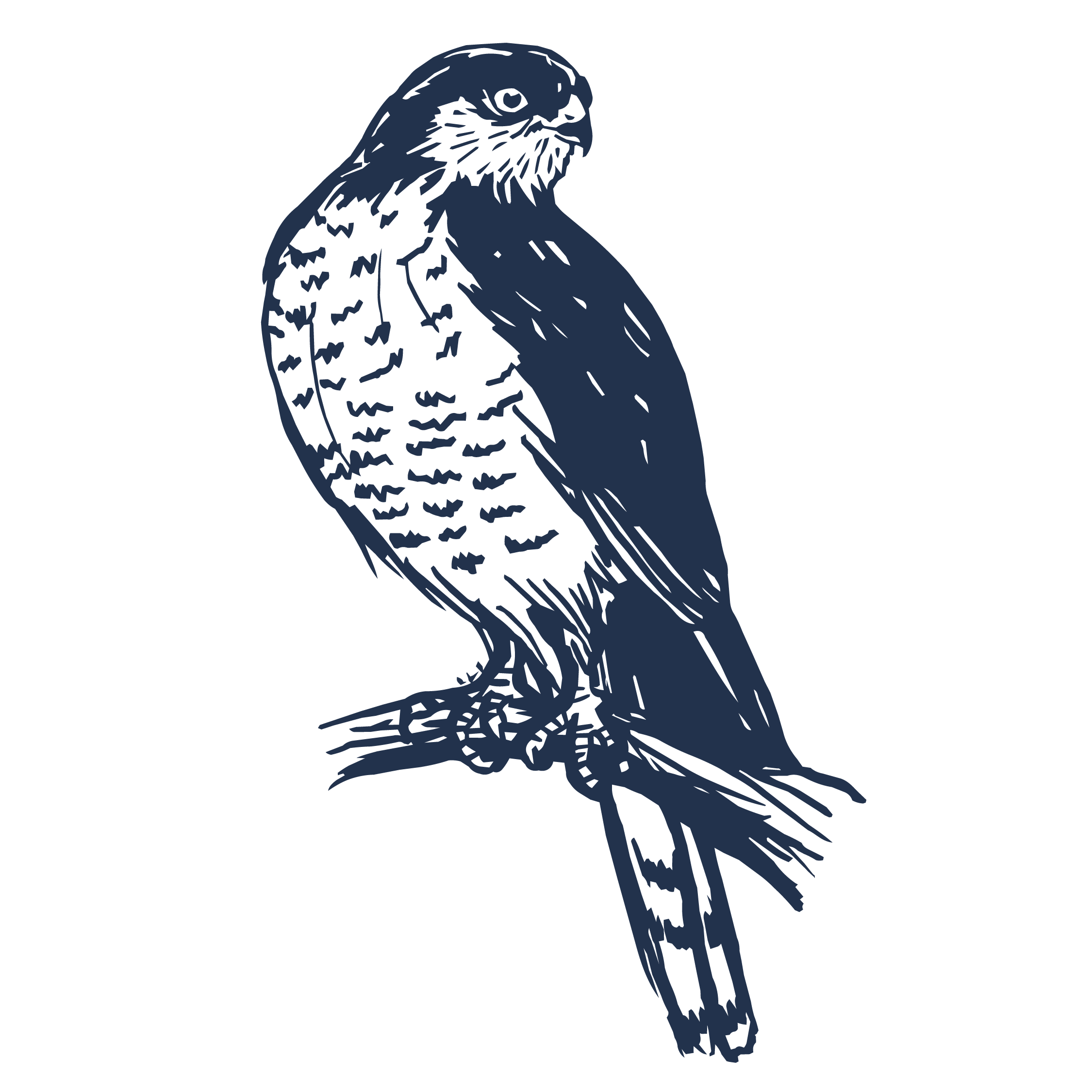 Perigrine-Falcon-illustration-Adobestock.png