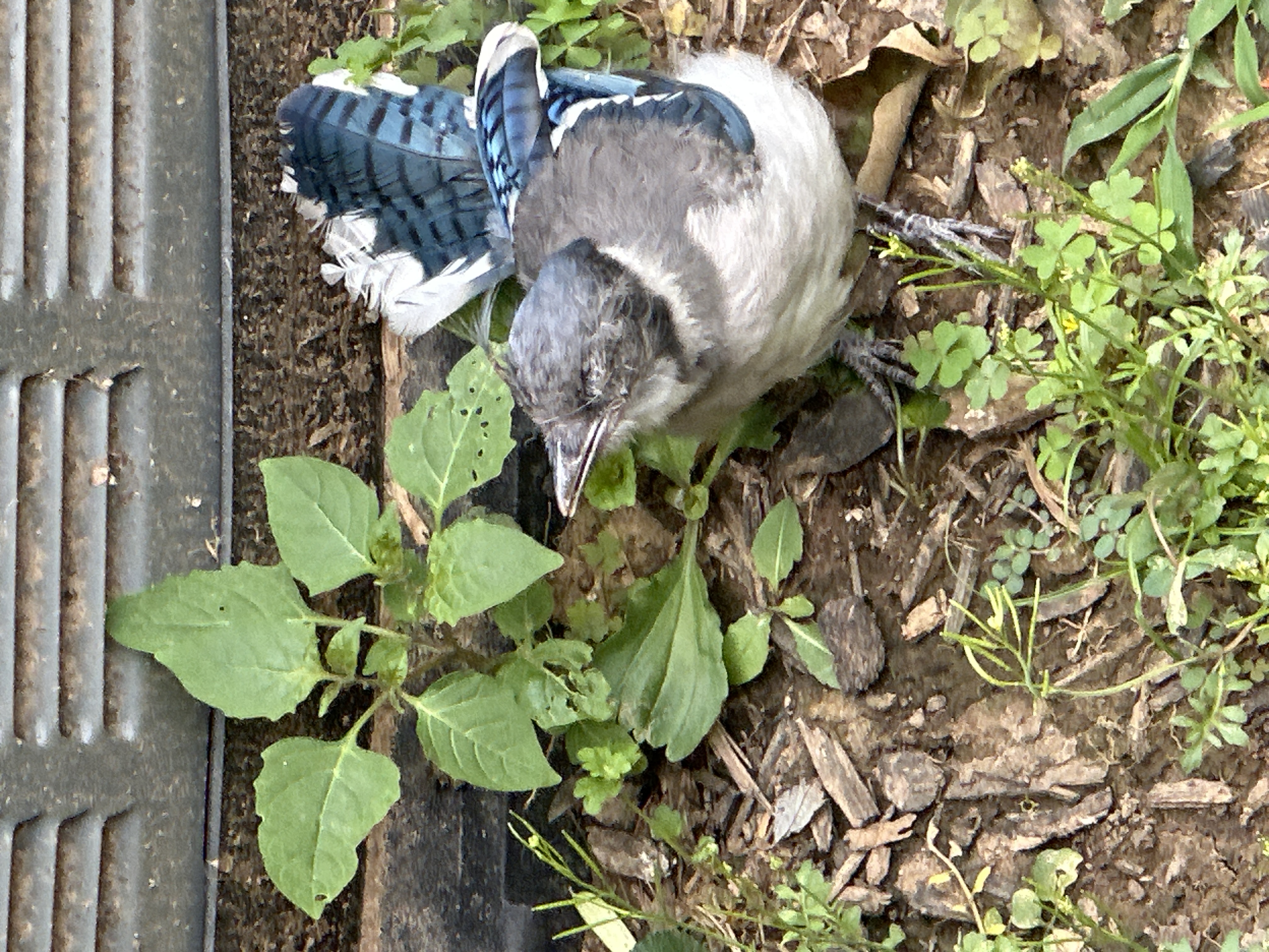 Sick_Blue-Jay.jpg