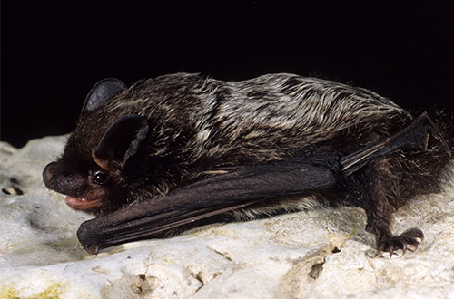Silver Haired bat, photo credit John MacGregor