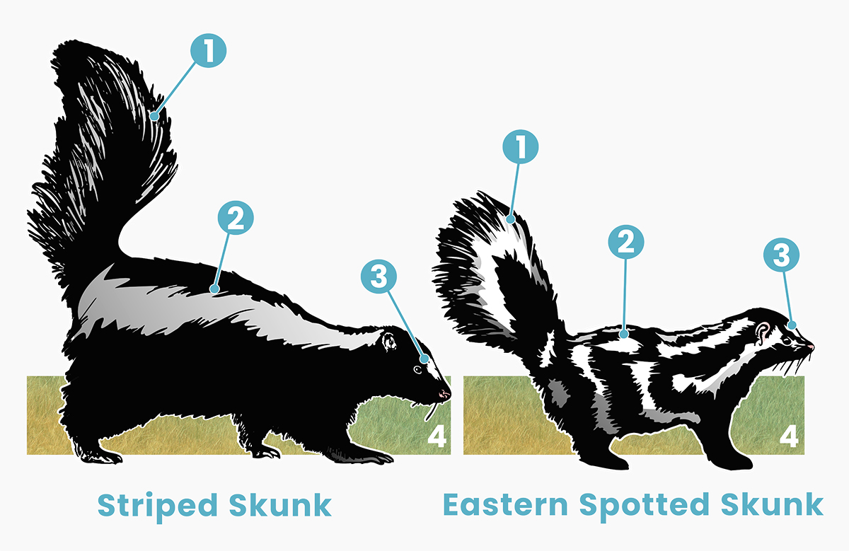 Skunk comparsion showing a difference between an Eastern Spotted Skunk and a striped skunk