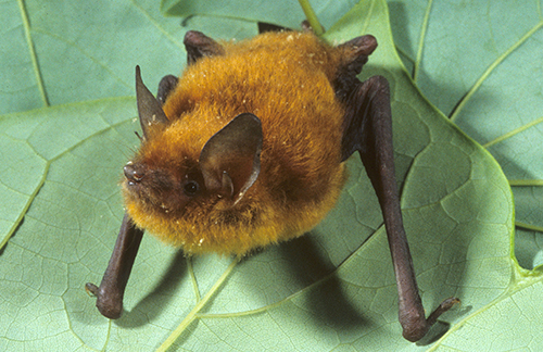 Southeastern Bat, photo credit John MacGregor