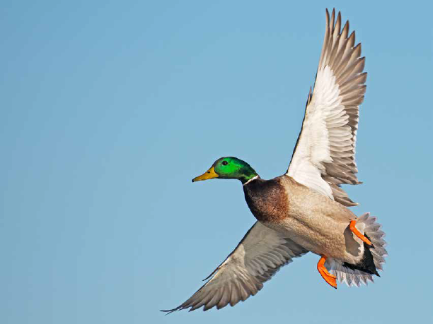 Stop-the-spread-mallard-image.png