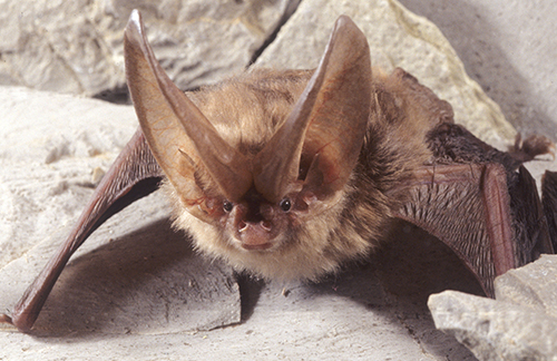 Virginia Big eared bat, photo credit John MacGregor