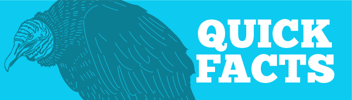 Vulture header