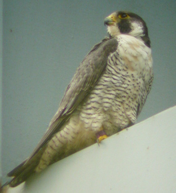 Kentucky Department Of Fish Wildlife Peregrine Falcon