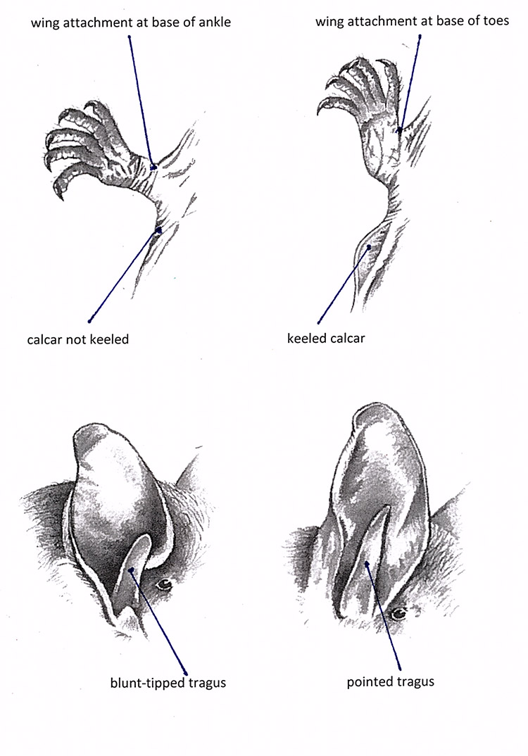 Bat illustration by Rick Hill showing two hindlegs and ears of bats