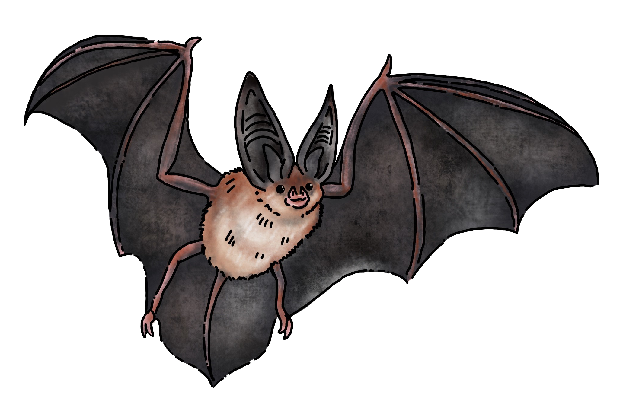 Big-Eared Bat illustration