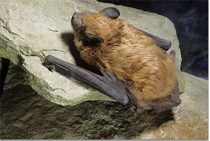 Big brown bat in a cave by John MacGregor