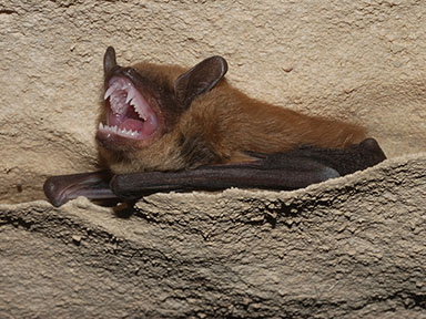 Big brown bat showing teeth used to eat beetles
