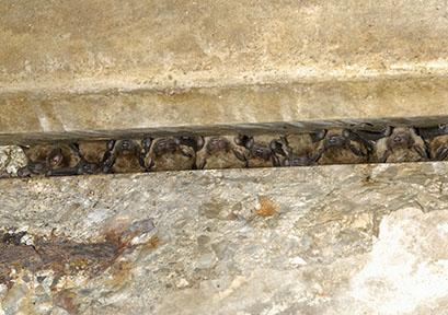 Big brown bats under bridge in gap between concrete beams