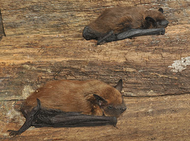 Evening bat (top) and big brown bat (bottom)