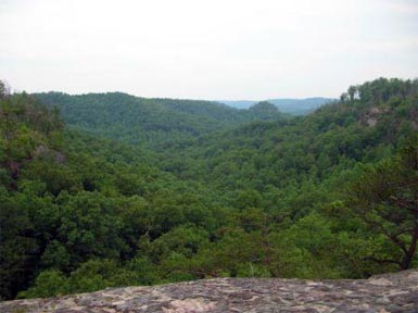 Treeline in Daniel Boone National Forest