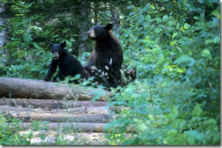 Kentucky Department of Fish & Wildlife Black Bears