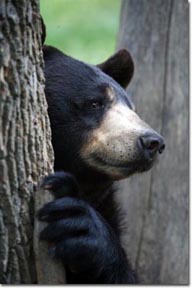 Black bear in tree, Photo by Dave Baker