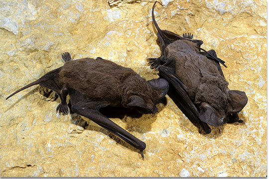 Brazilian free-tailed bats by John MacGregor