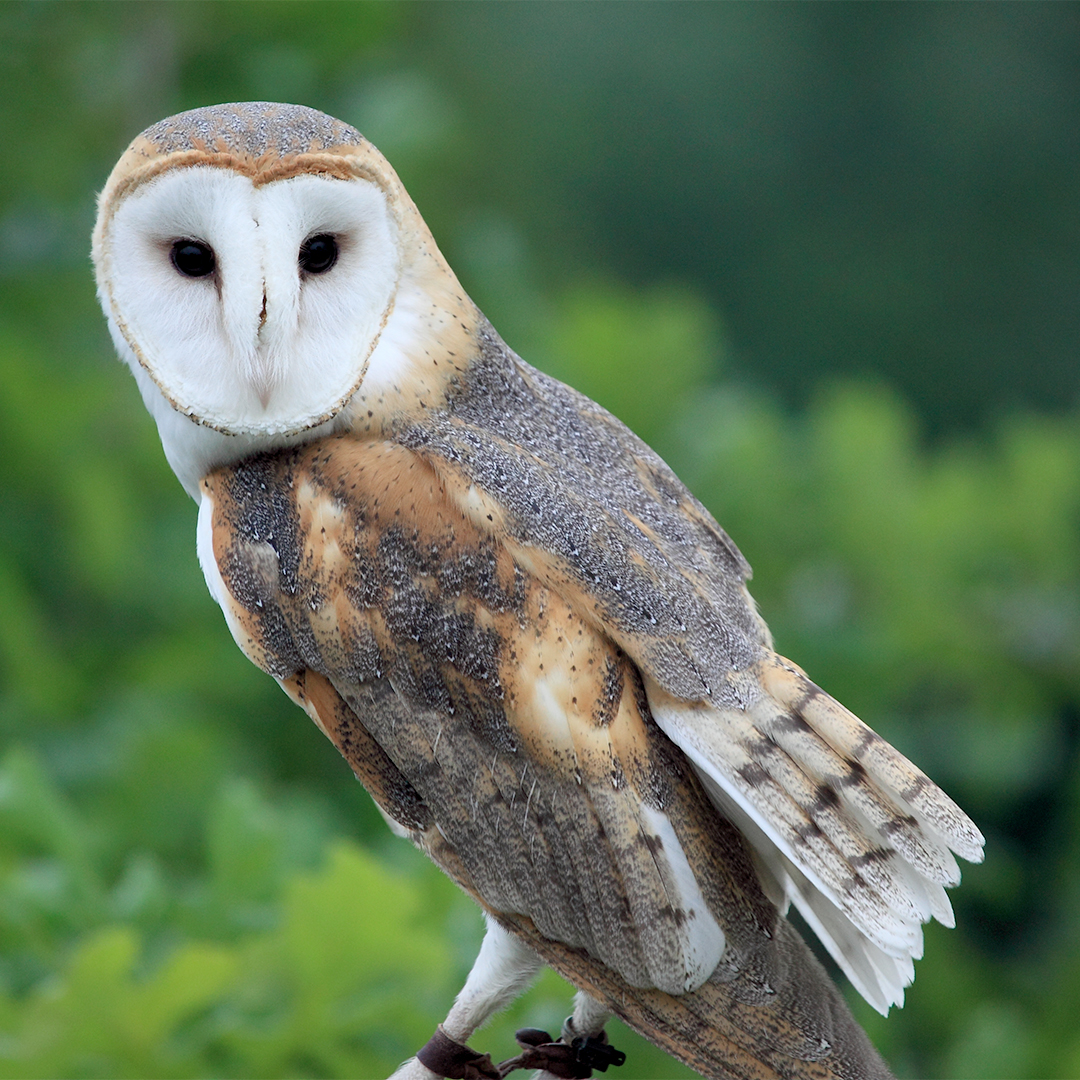 Common Barn Owl USFWS