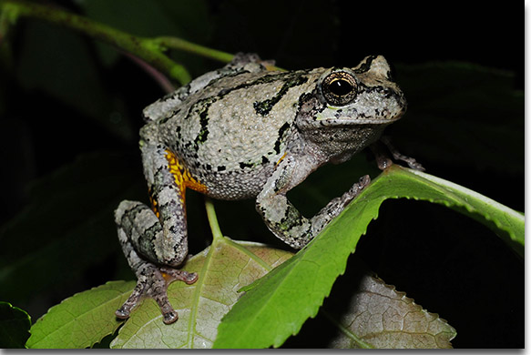 how many can the gray tree frog lay eggs