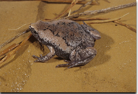 Eastern Narrow-Mouthed Frog