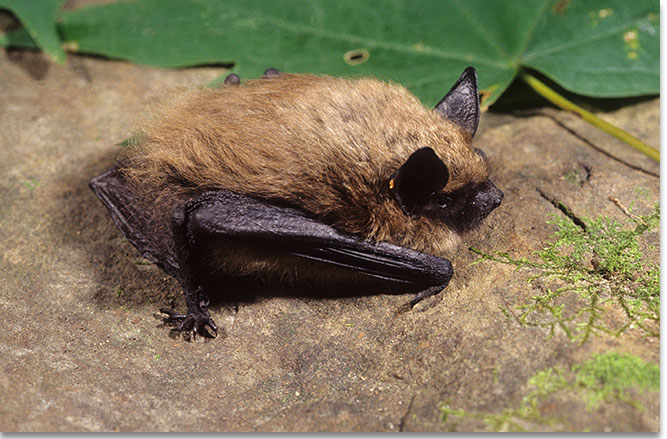 Eastern small footed myotis