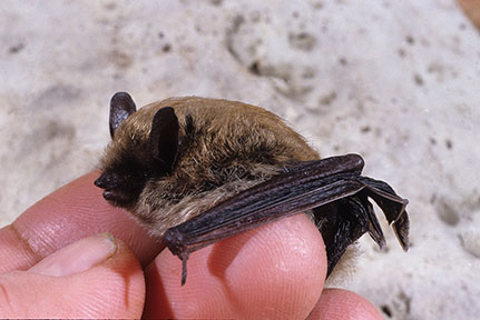 Eastern small-footed myotis