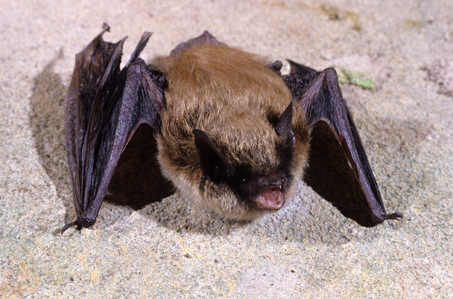 Eastern Small-Footed Myotis