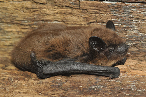 Evening Bat