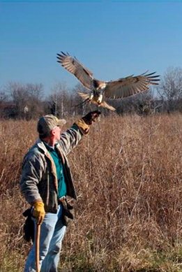 Falconry, Photo by Mike Matthews