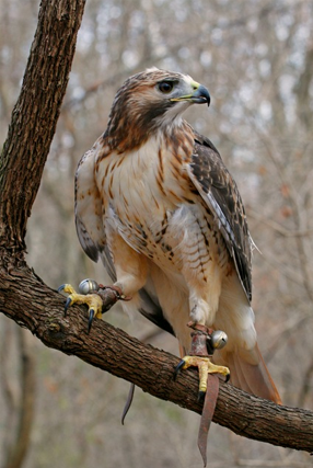 Red-tailed Hawk, Photo by Mike Matthews
