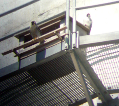 Falcon nest boxes are large- over 2 ft wide and over 1.5 ft deep and high.  This one is situated on a catwalk of a power stack- over 600 ft high.