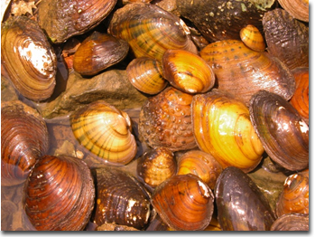 Freshwater Mussel assemblage