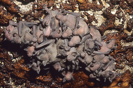Cluster of gray bat pups on cave ceiling