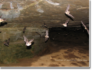 Gray bats leaving their roost