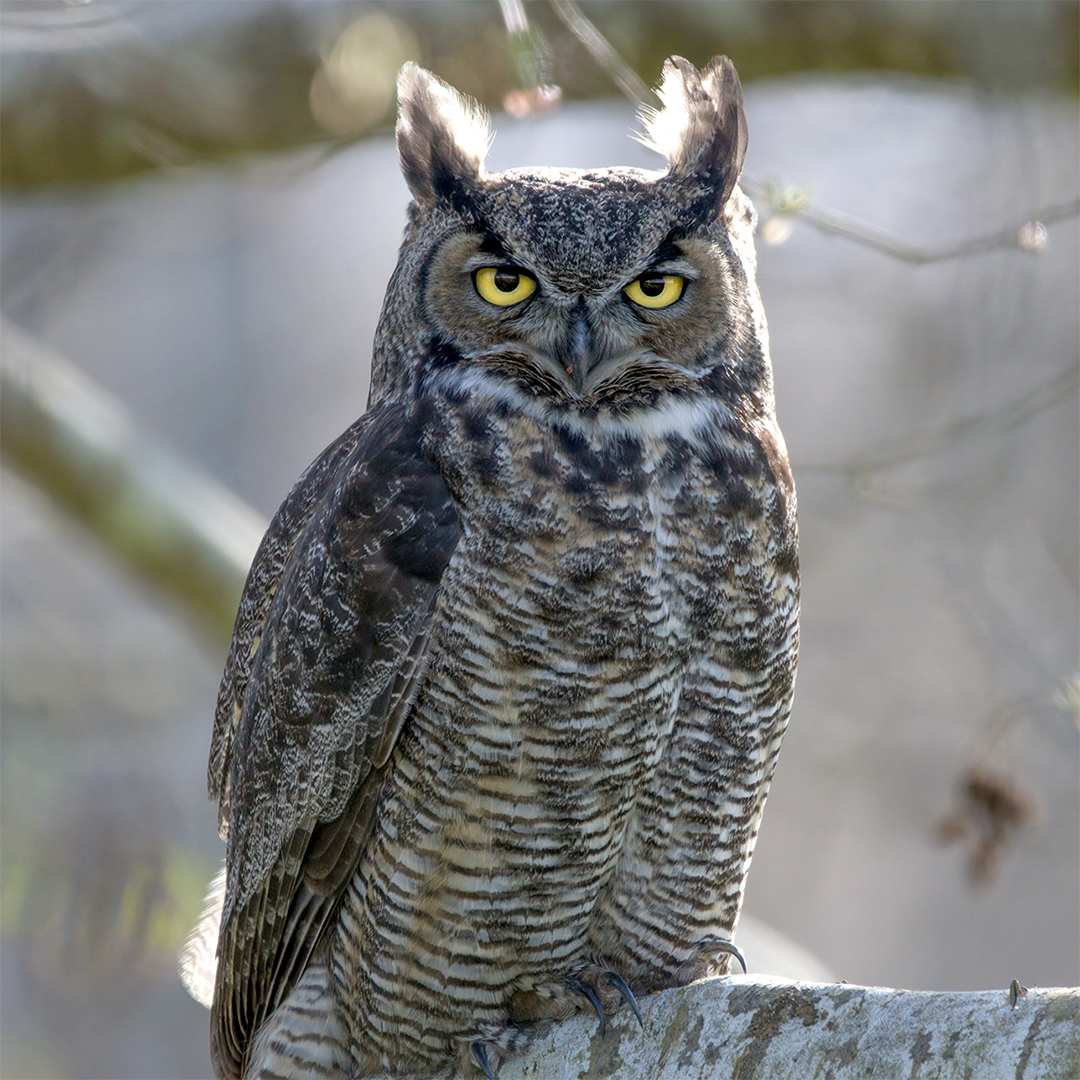 Barred Owl perched in wooded area