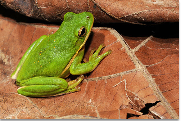 Kentucky Department Of Fish Wildlife Green Treefrog