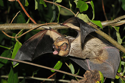 Hoary bat in flight