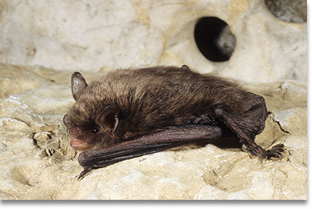 Indiana bat
