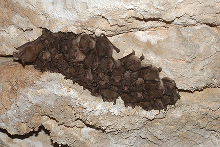 Small cluster of hibernating Indiana bats