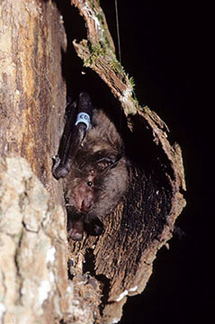 Indiana bat under loose tree bark in summer