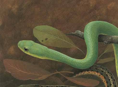 Kentucky Snake Booklet cover