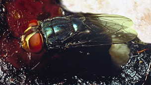 nws-fly-with-egg-mass-on-wound.jpg