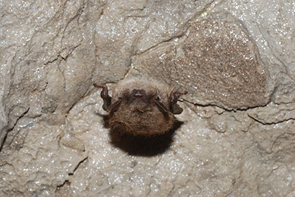 Hibernating lilttle brown bat