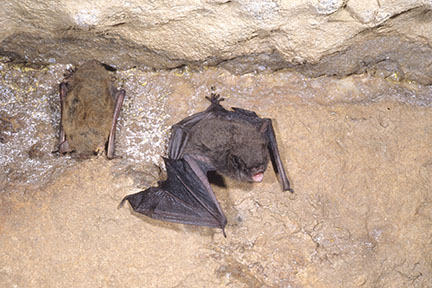 Little brown bat (left) and Indiana bat (right)