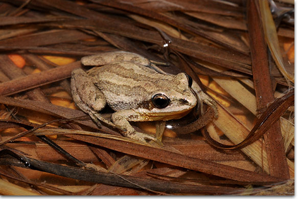 Upland Chorus Frog