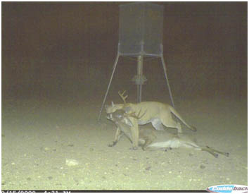 mountain lion dragging a deer next to a camera